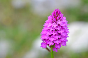 Anacamptis pyramidalis