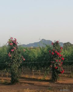 Rose... sentinelle