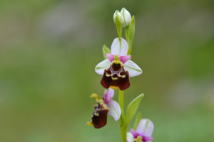 Ophrys 