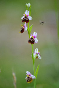 Ophrys 