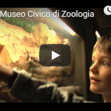 Museo Civico di Zoologia