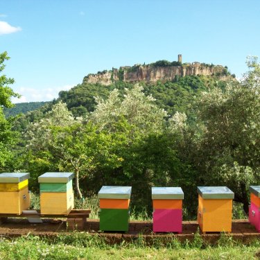 Le api e la scuola di apicoltura