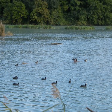 L’avifauna acquatica