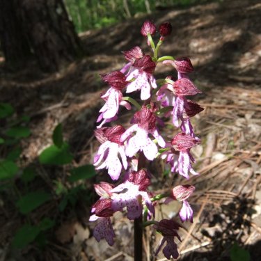 Le orchidee dei Monti Prenestini