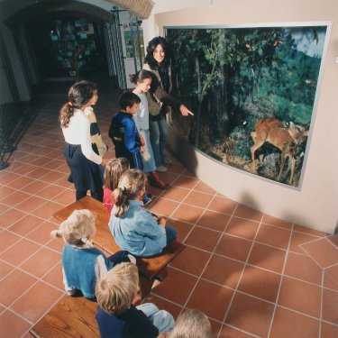 Il diorama del bosco