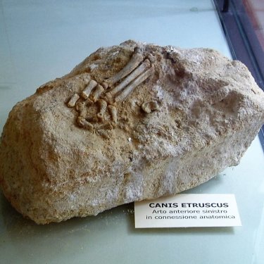 Reperto paleontologico di <i>Canis etruscus</i>
