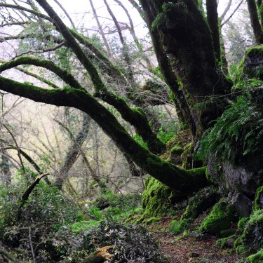 Il bosco del Sasseto