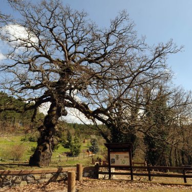 Il grande albero