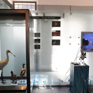 Gli uccelli acquatici