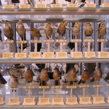 La collezione ornitologica Arrigoni degli Oddi