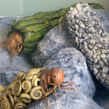 Modelli di larve di tricotteri